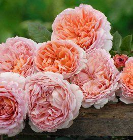 belle epoque rozen